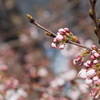 桜の木