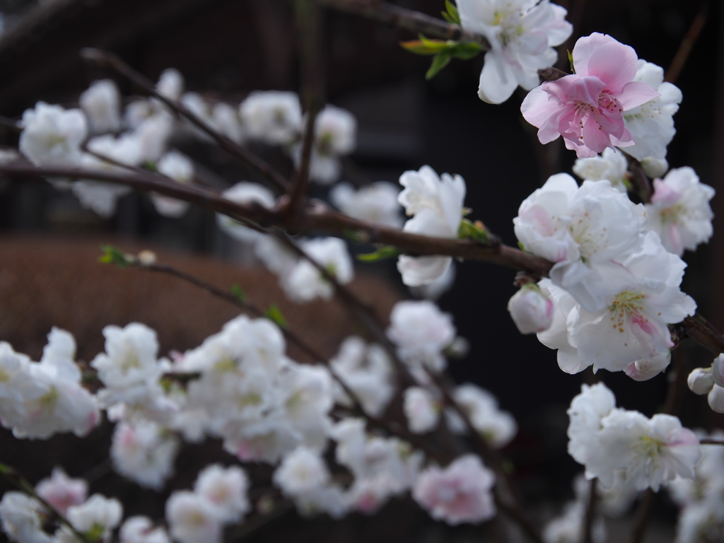 庭の桜　2