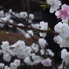 庭の桜　2