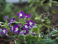 P7300301