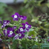 P7300301