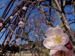 梅の花　2