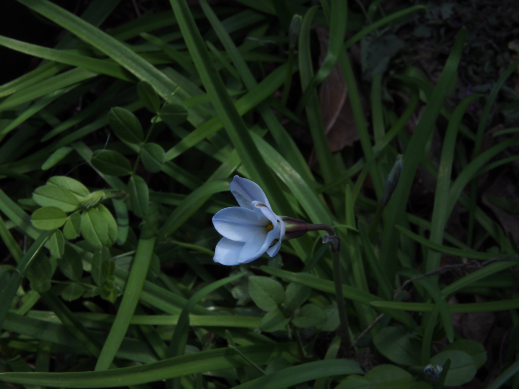 一輪の花