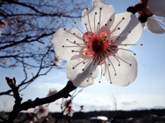 梅の花　3
