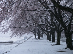 雪と桜並木