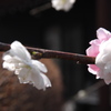 庭の桜　7
