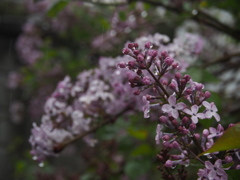 雨の撮影