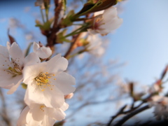 桜　