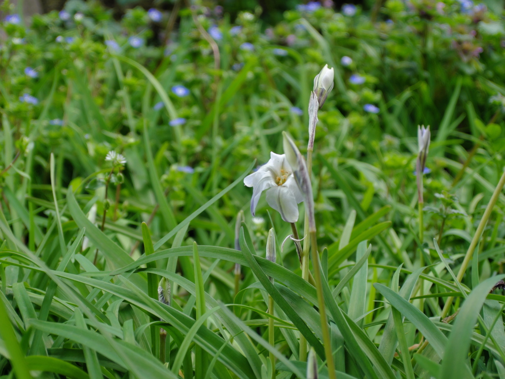 お花　4