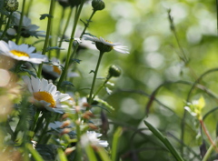 春 花