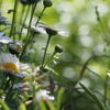 春 花