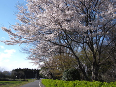 　桜