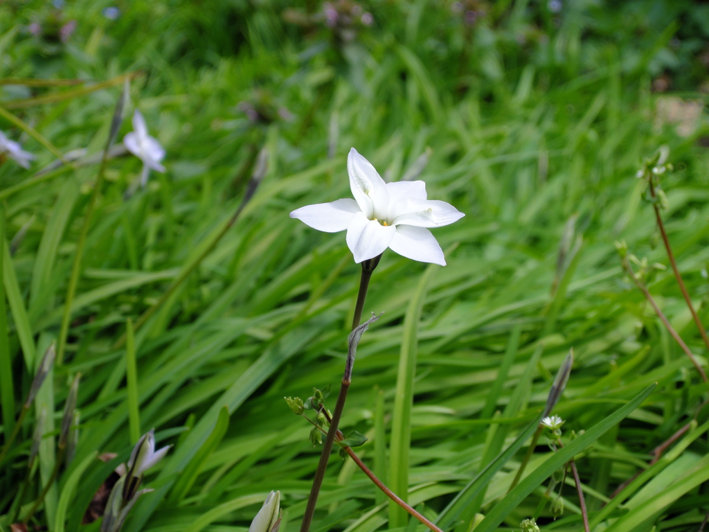 お花　1