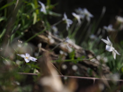 お花　