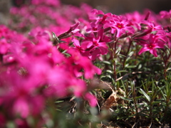 芝桜
