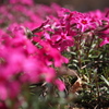 芝桜