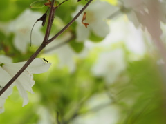 蟻の探検