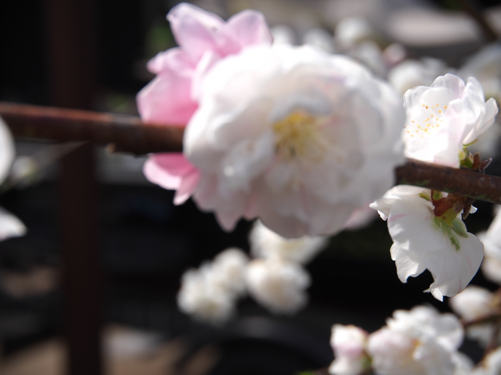 庭の桜　5
