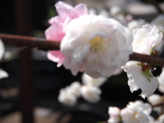 庭の桜　5