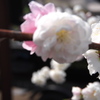 庭の桜　5