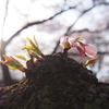春ですね～～～～～～