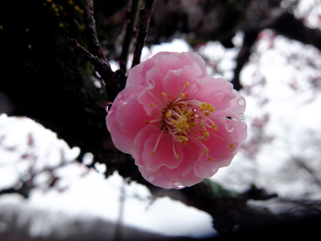 公園2
