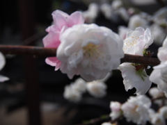 庭の桜　4