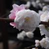 庭の桜　4