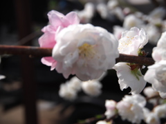 庭の桜　3