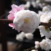 庭の桜　3