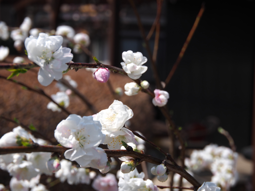 庭の桜