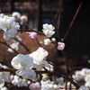 庭の桜