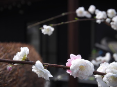 庭の桜　6