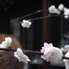 庭の桜　6