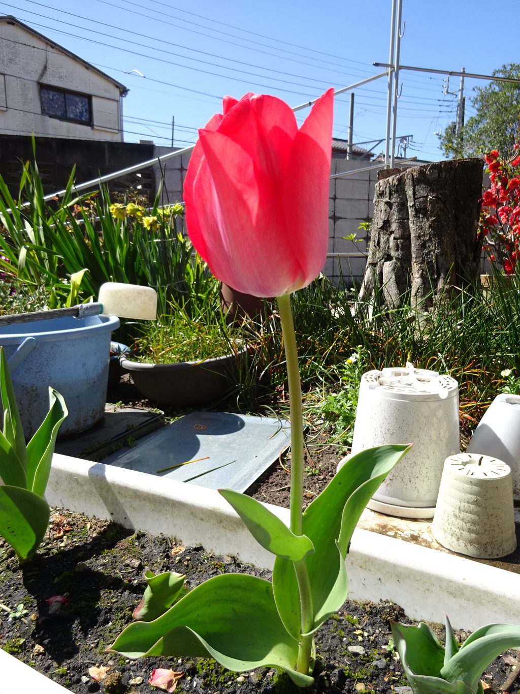 新たに咲きました。