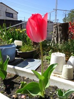 新たに咲きました。