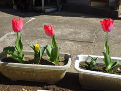 並んでます。