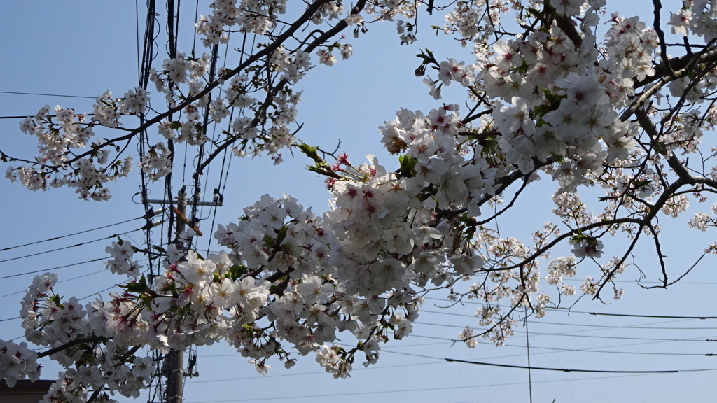 桜その１