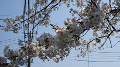 桜その１