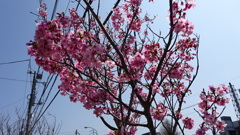 河津桜