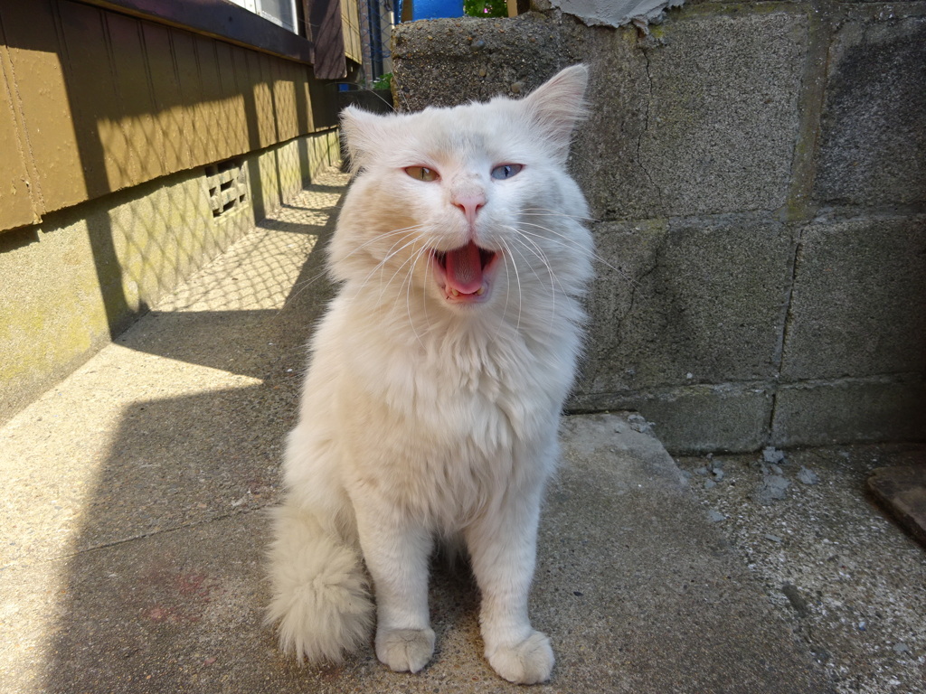 猫のあくび１
