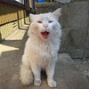 猫のあくび１