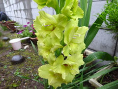野生のグラジオラス