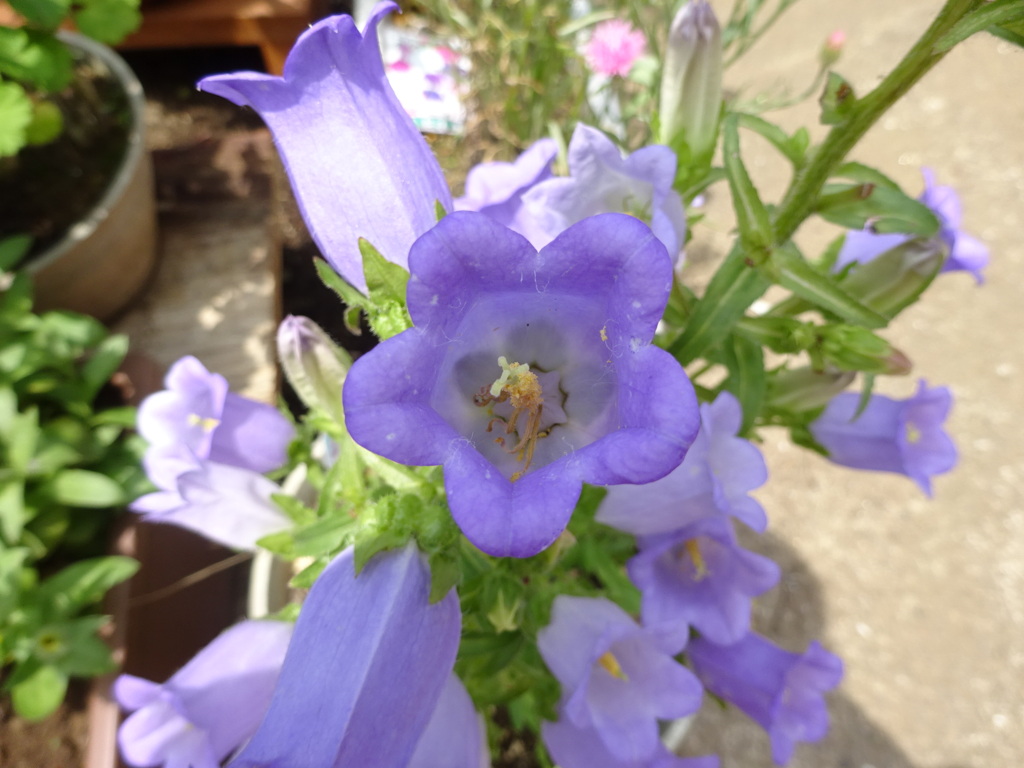 つりがね草