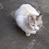 碧い瞳の野良猫２