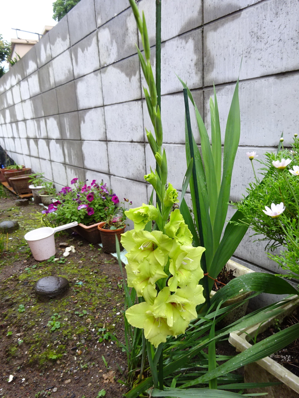 野生のグラジオラス