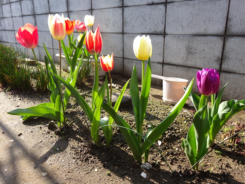 朝日を浴びて