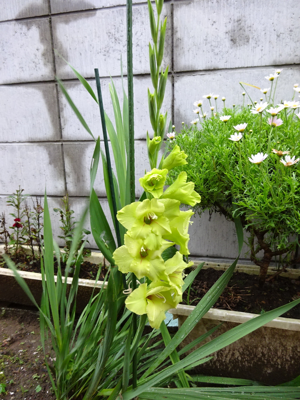 野生のグラジオラス