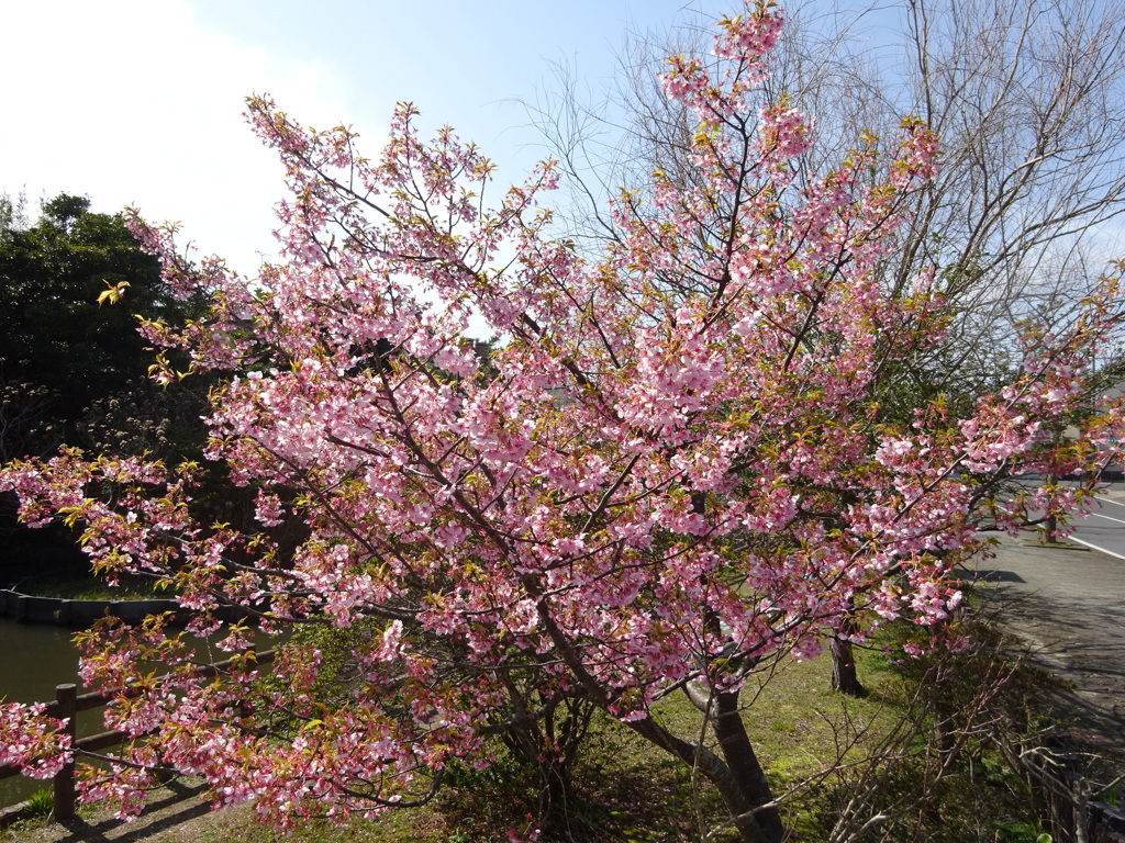 下池の河津桜