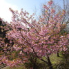 下池の河津桜